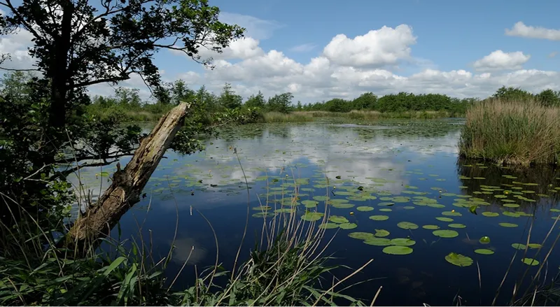 The hedgerow landscape of the Frisian Woodlands