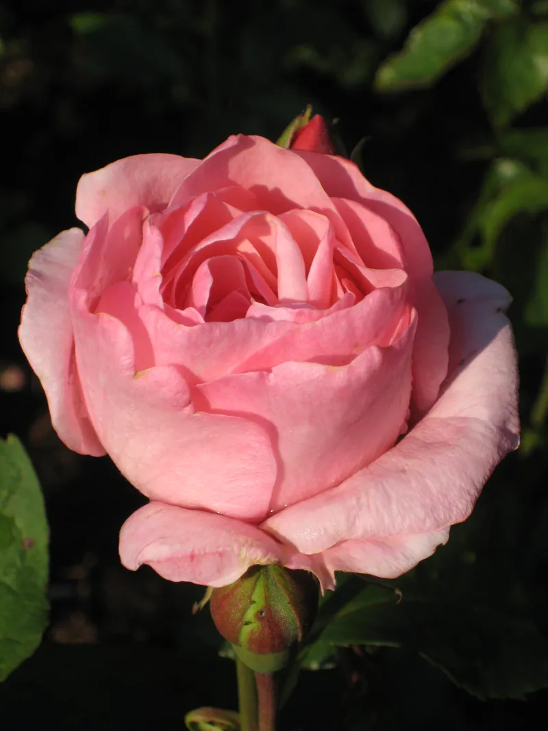 De Buwepleats buiten