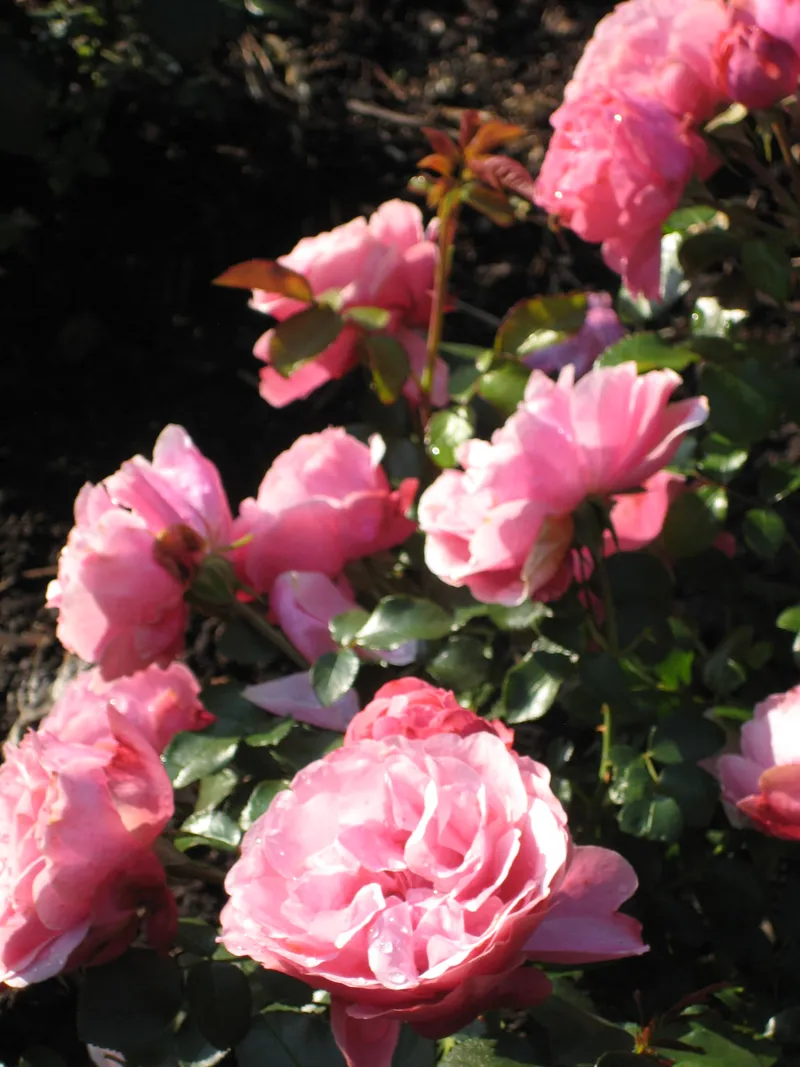 De Buwepleats buiten