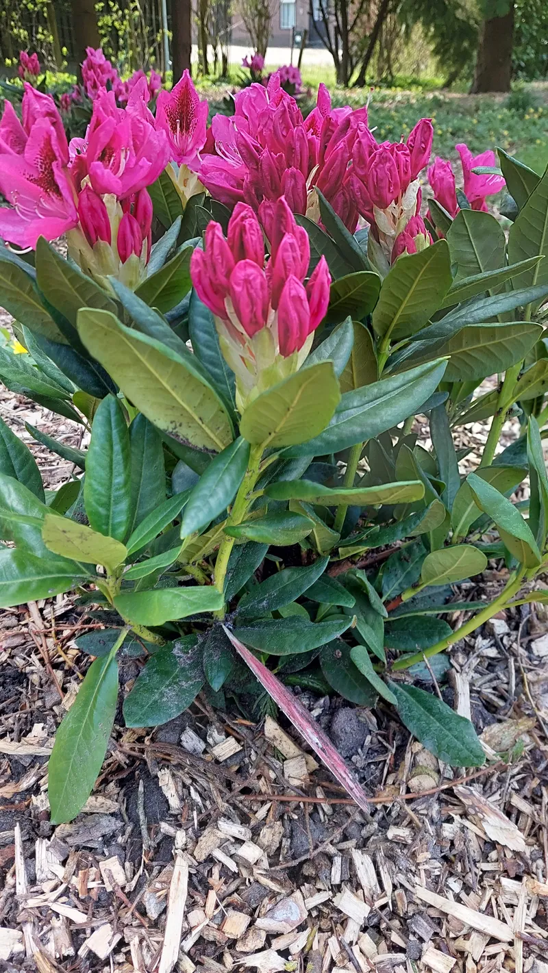 De Buwepleats buiten